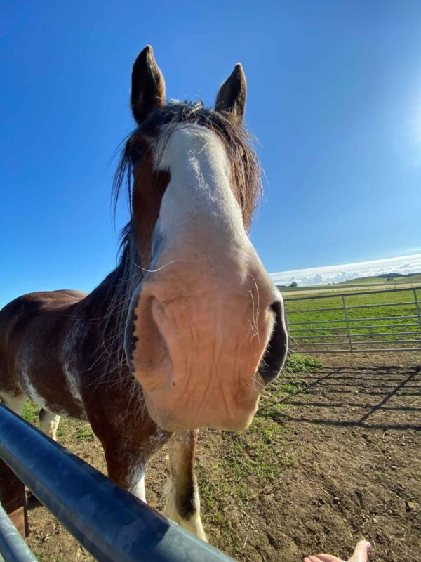 Clydesdales Archives - Page 2 of 2 - Strathorn Farm Stables