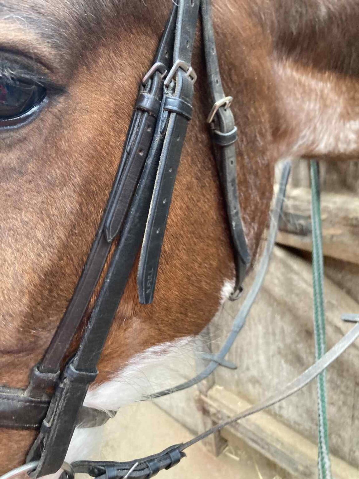 5 Bitless Bridle Types | Strathorn Farm Stables