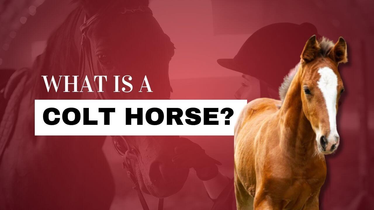 What Is a Colt Horse?  