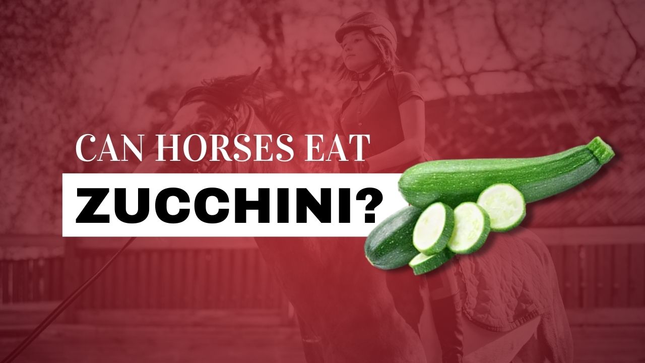 Can Horses Eat Zucchini? | Strathorn Farm Stables