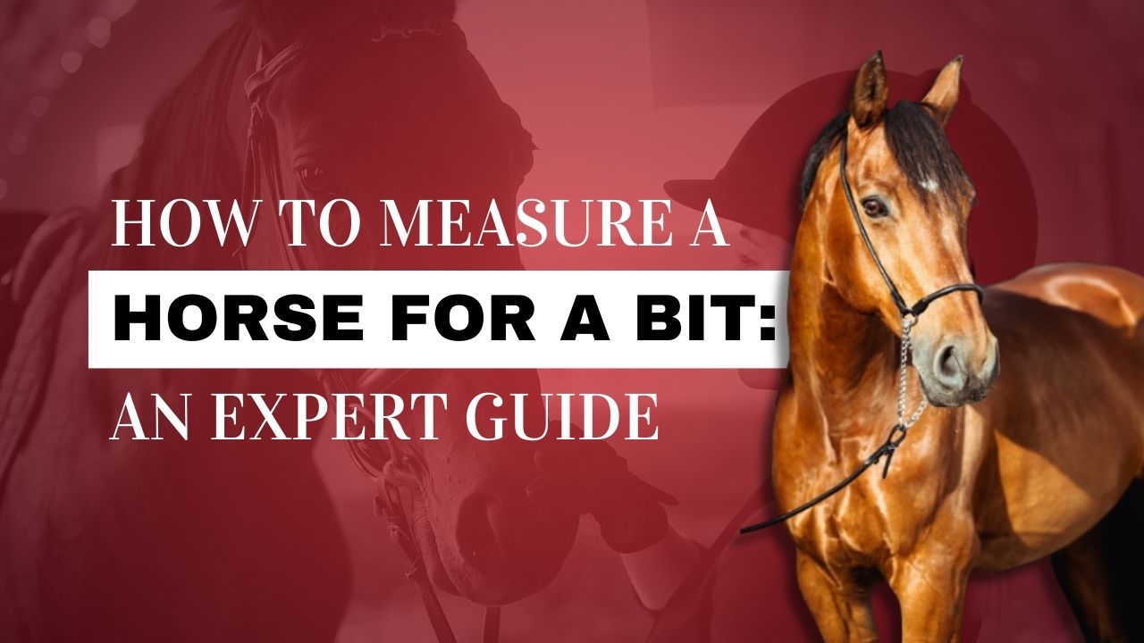 how-to-measure-a-horse-for-a-bit-strathorn