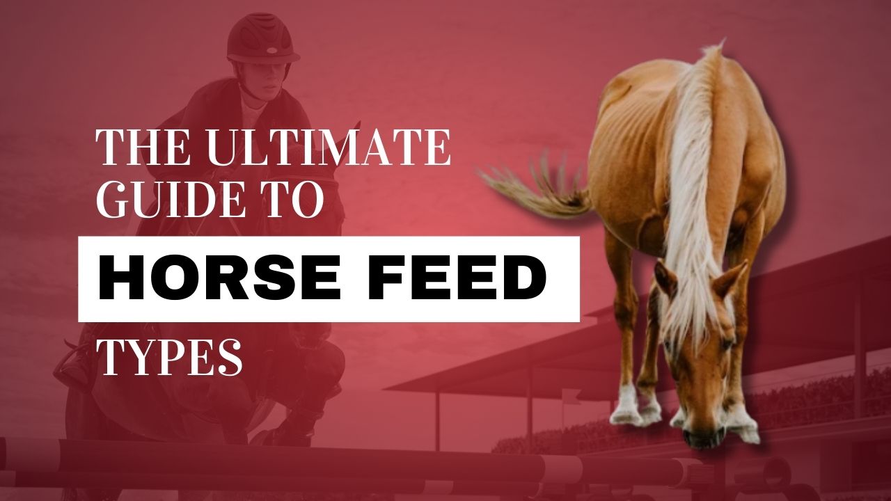 HOW I FEED MY SENIOR HORSE // Versatile Horsemanship 