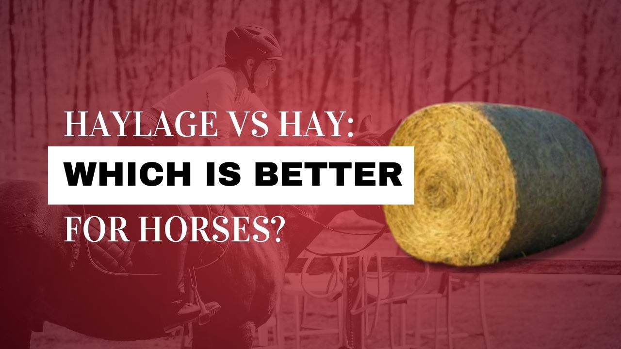 Are Pre-Mixed Horse Feeds better than Home Mixed?