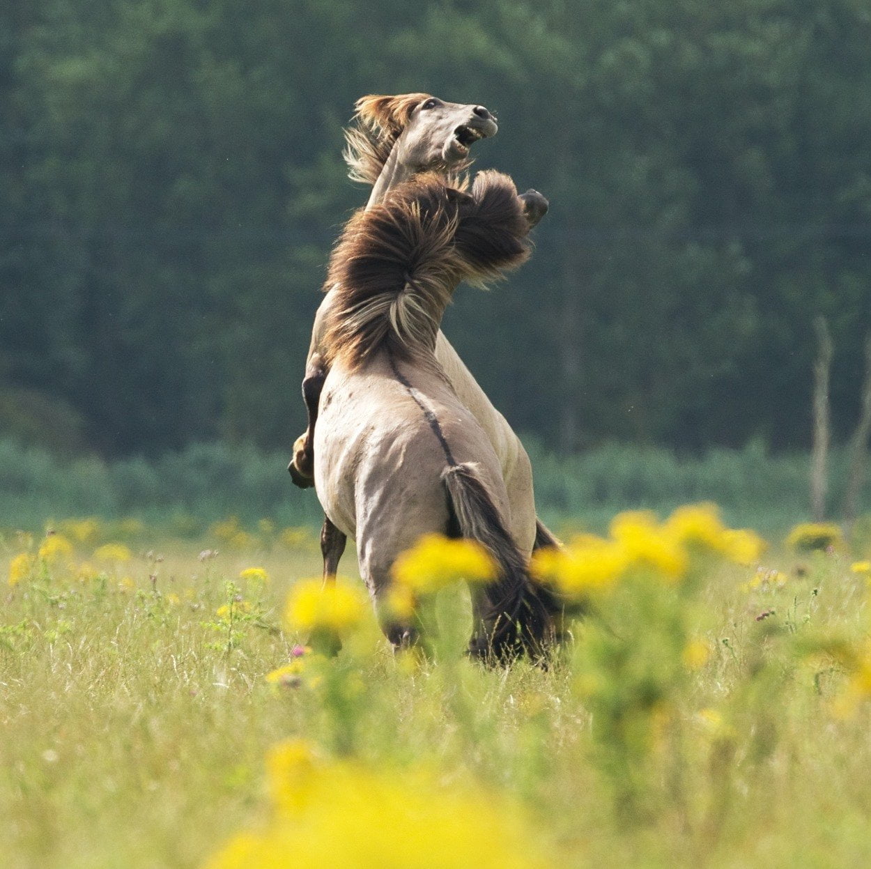 Stubborn horses aren't a real thing