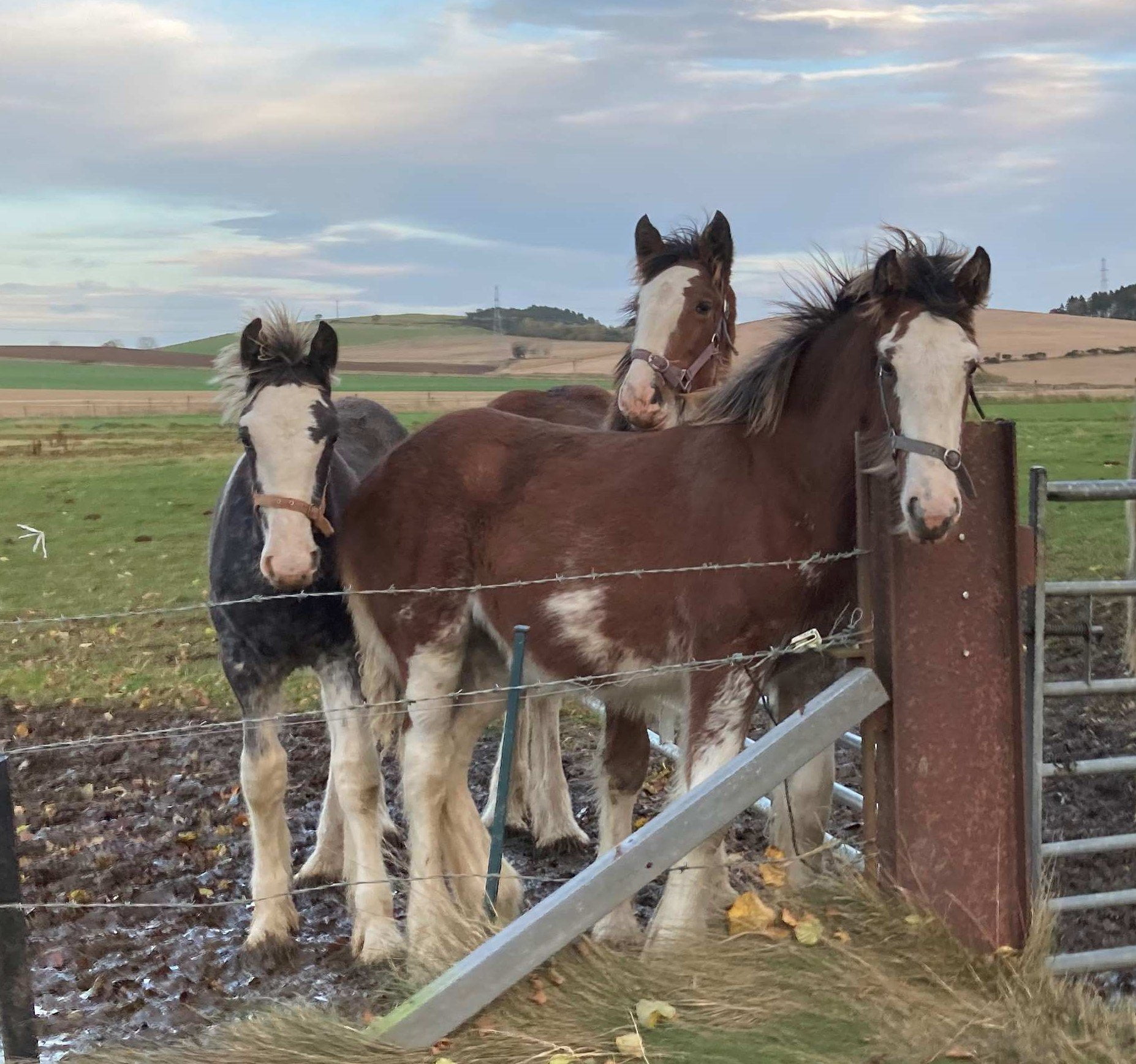 The saying 'A horse, a horse, my kingdom for a horse' - meaning and origin.