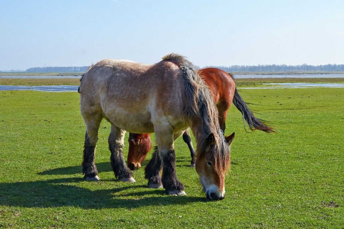 Different Draft Horse Breeds: Strength, Stamina, and Legacy Unveiled