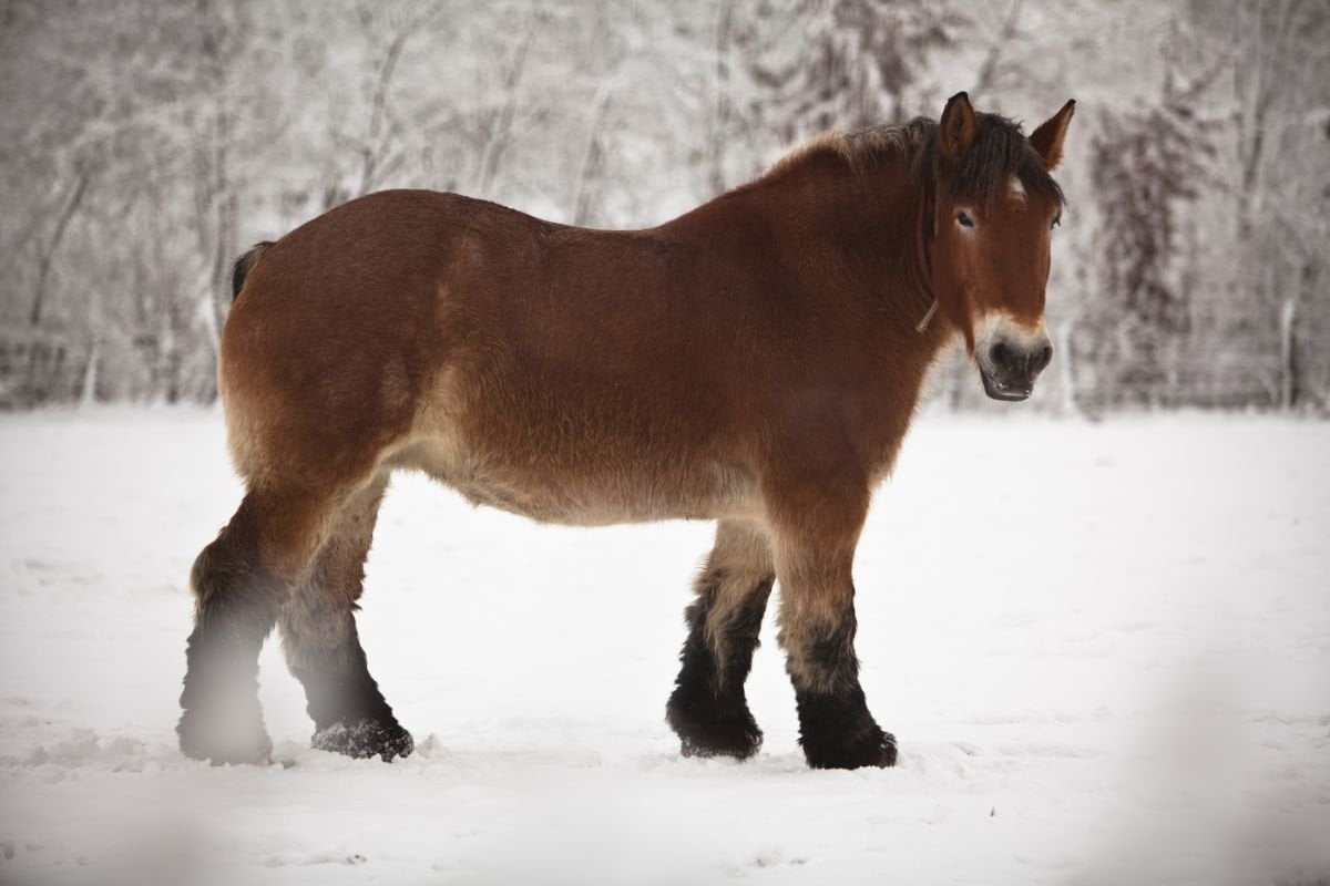 Different Draft Horse Breeds: Strength, Stamina, and Legacy Unveiled