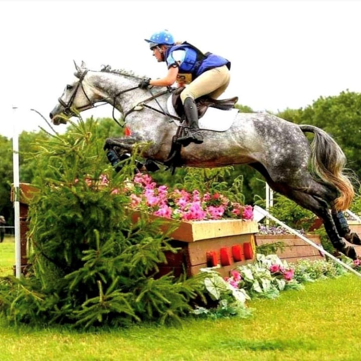 Dappled Grey Horses: The Beauty Behind the Phenomenon | Strathorn Farm ...