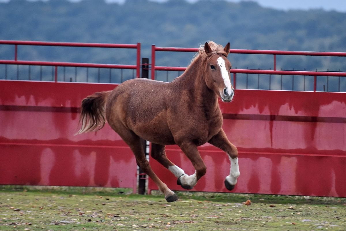 10 Strongest Horse Breeds In The World | Strathorn Farm Stables