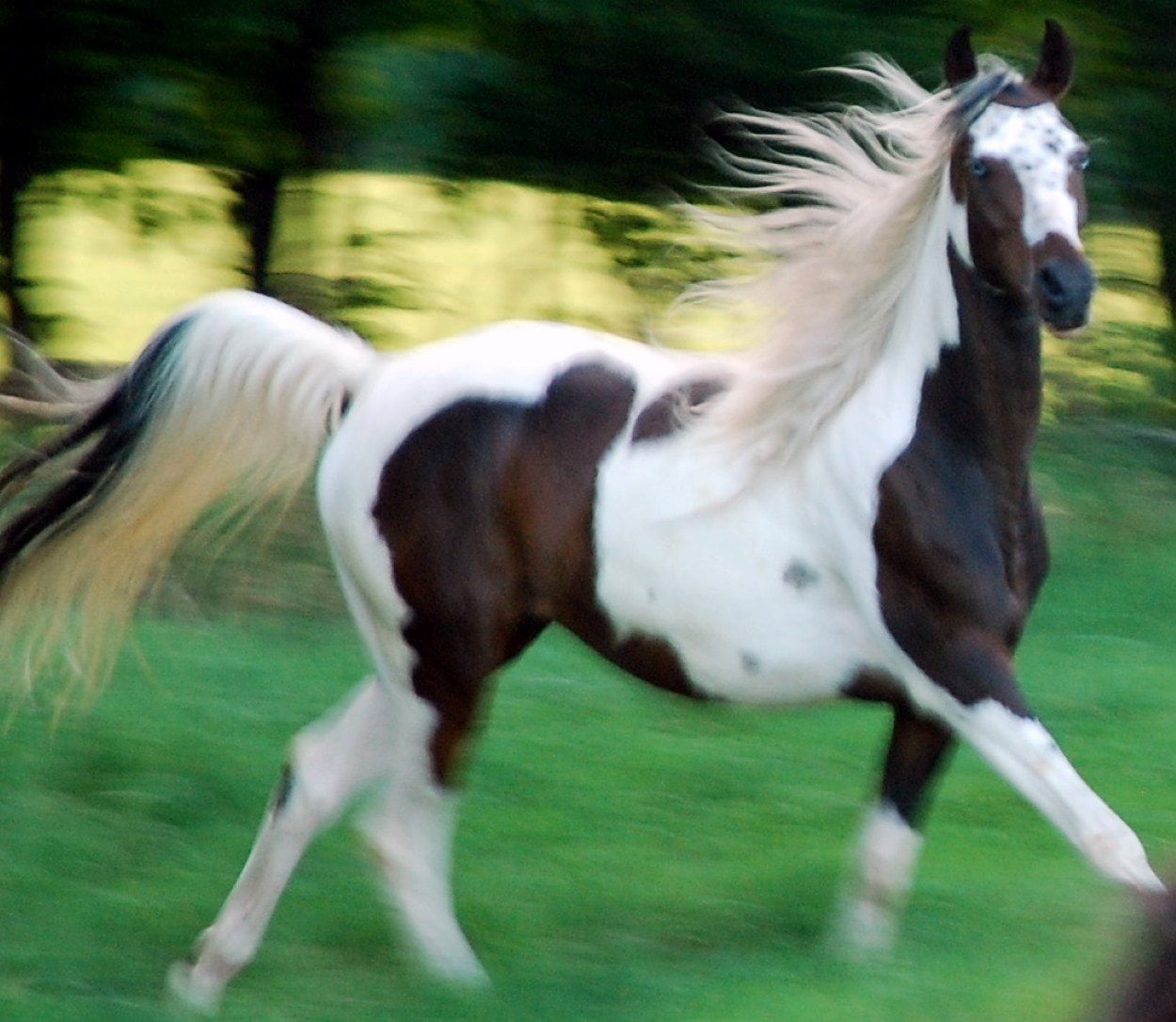 9 Breathtaking Draft Horse Breeds With Long Flowing Manes and