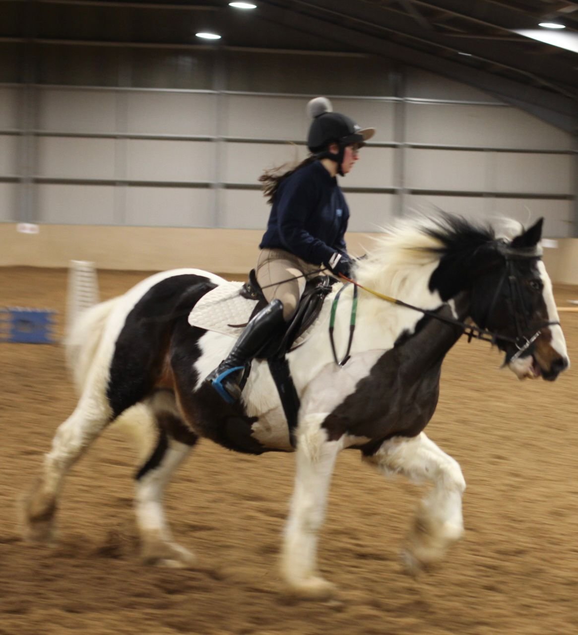 What Is A Cob Horse? | Strathorn Farm Stables