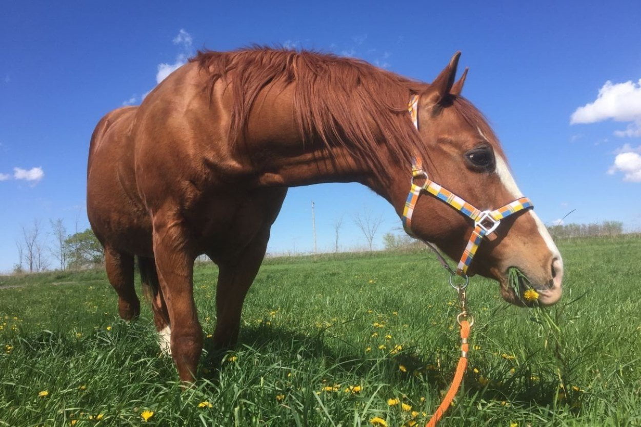 How Fast Can A Horse Run | Strathorn Farm Stables