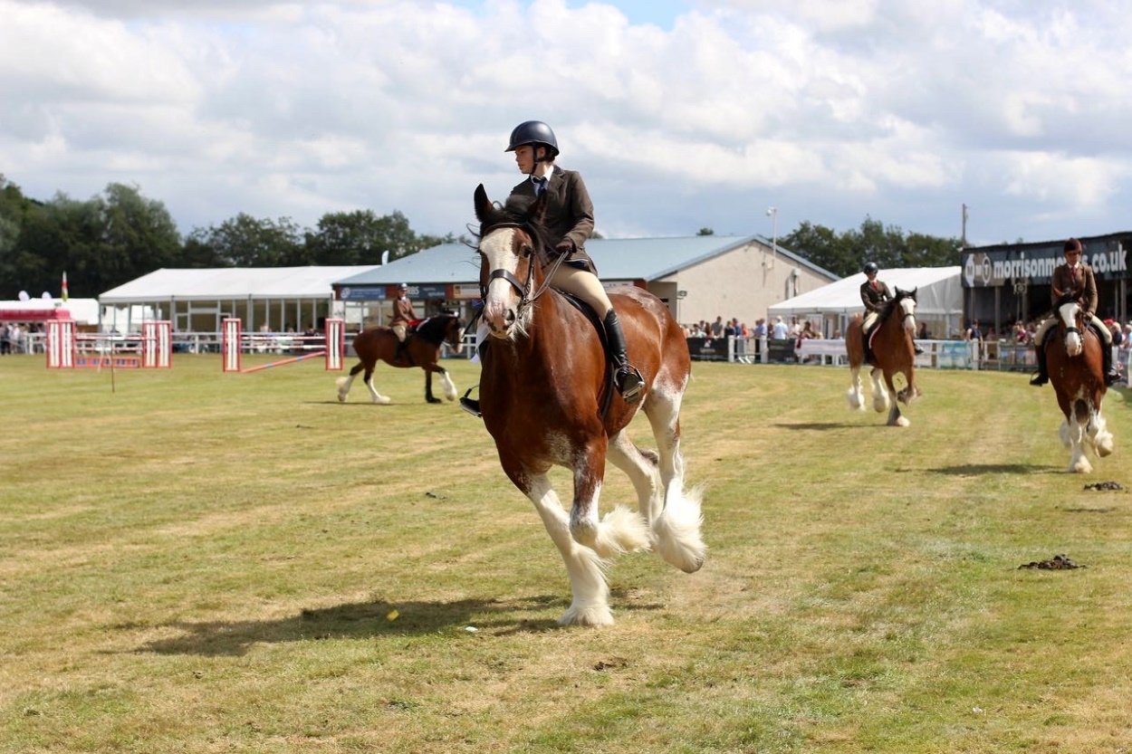 The Ultimate Guide To British Horse Breeds | Strathorn Farm Stables