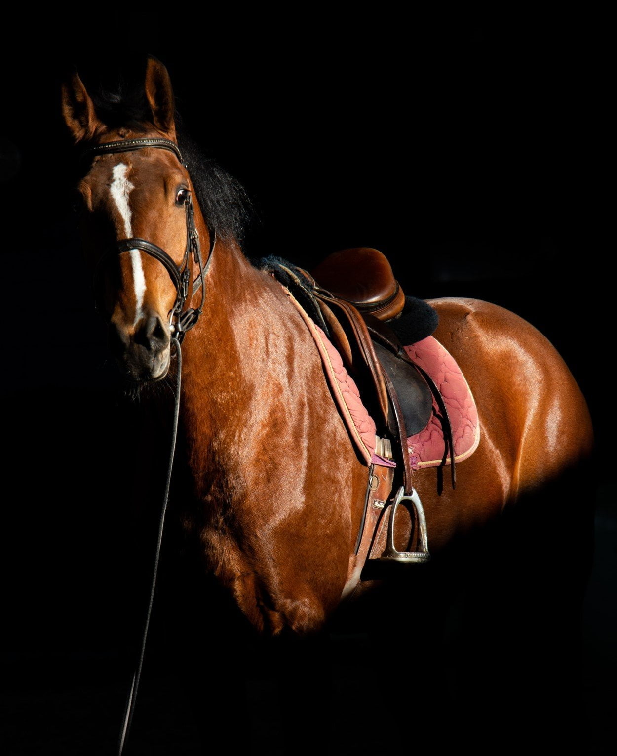 10 Most Expensive Horse Breeds In The World | Strathorn Farm Stables