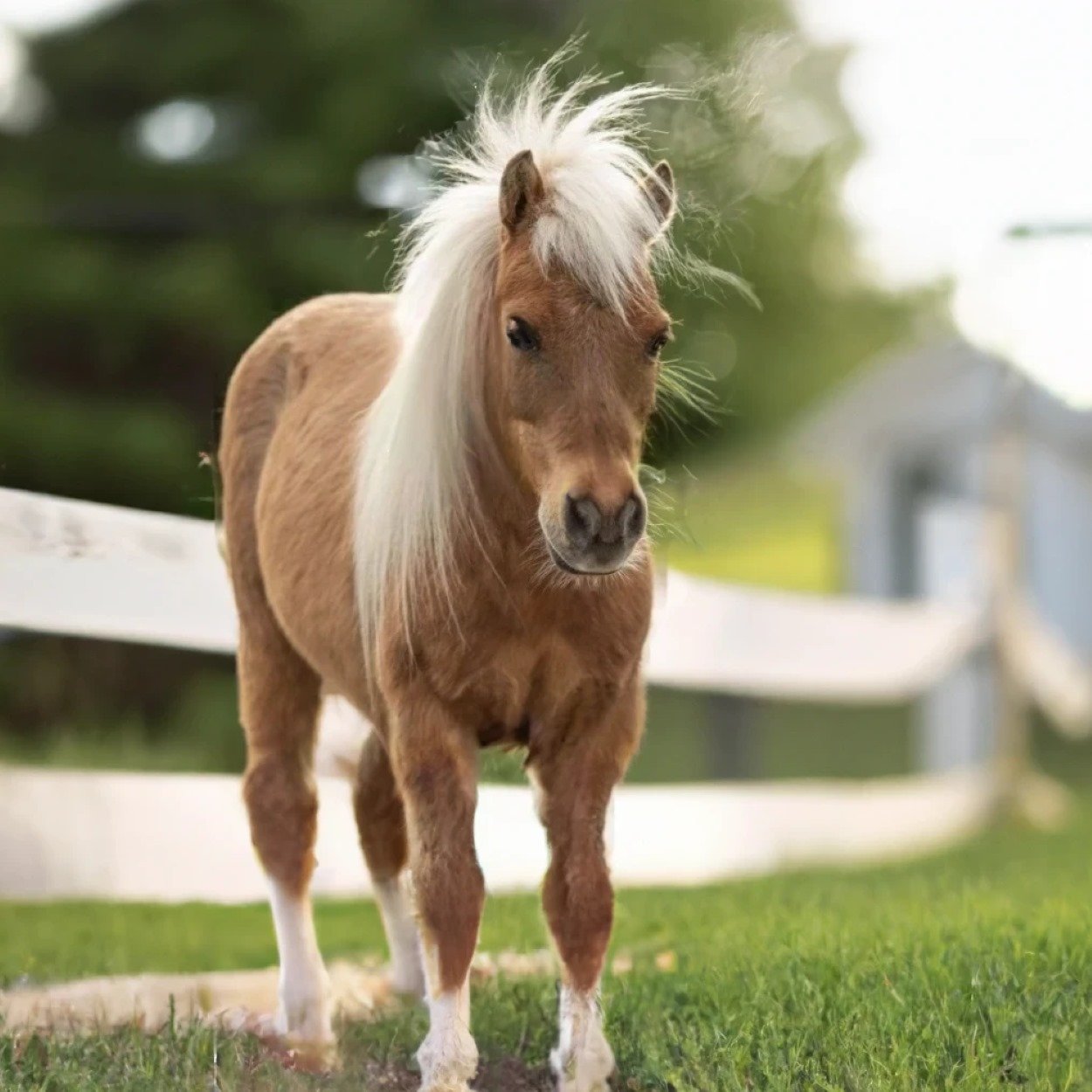 10 Of The Smallest Horse Breeds | Strathorn Farm Stables