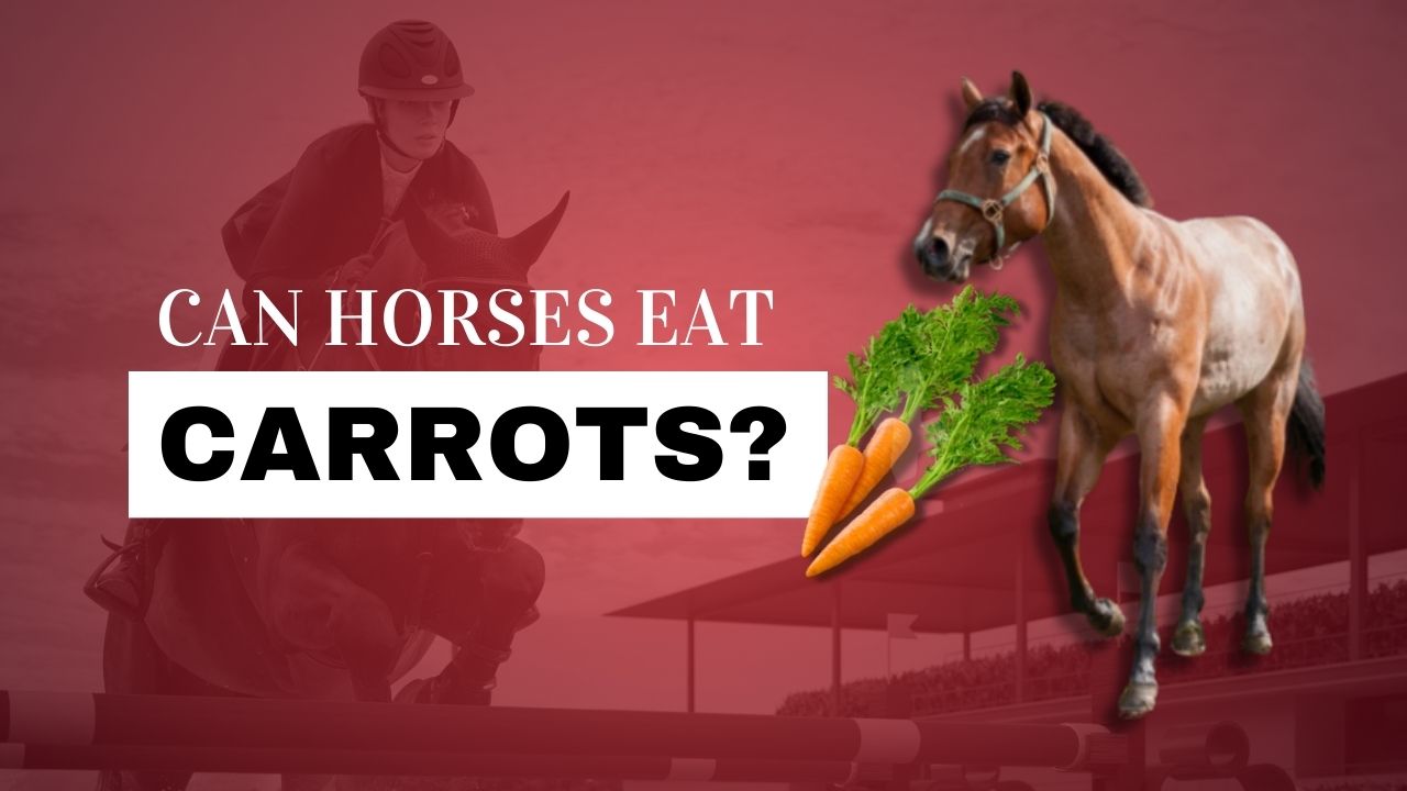Avoid Feeding These Diets To Your Horse