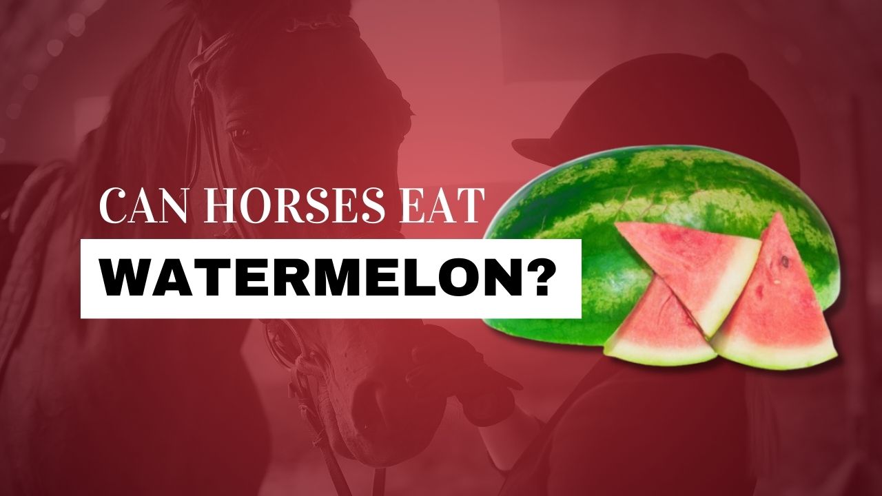 Can a Horse Eat Watermelon? | Strathorn Farm Stables