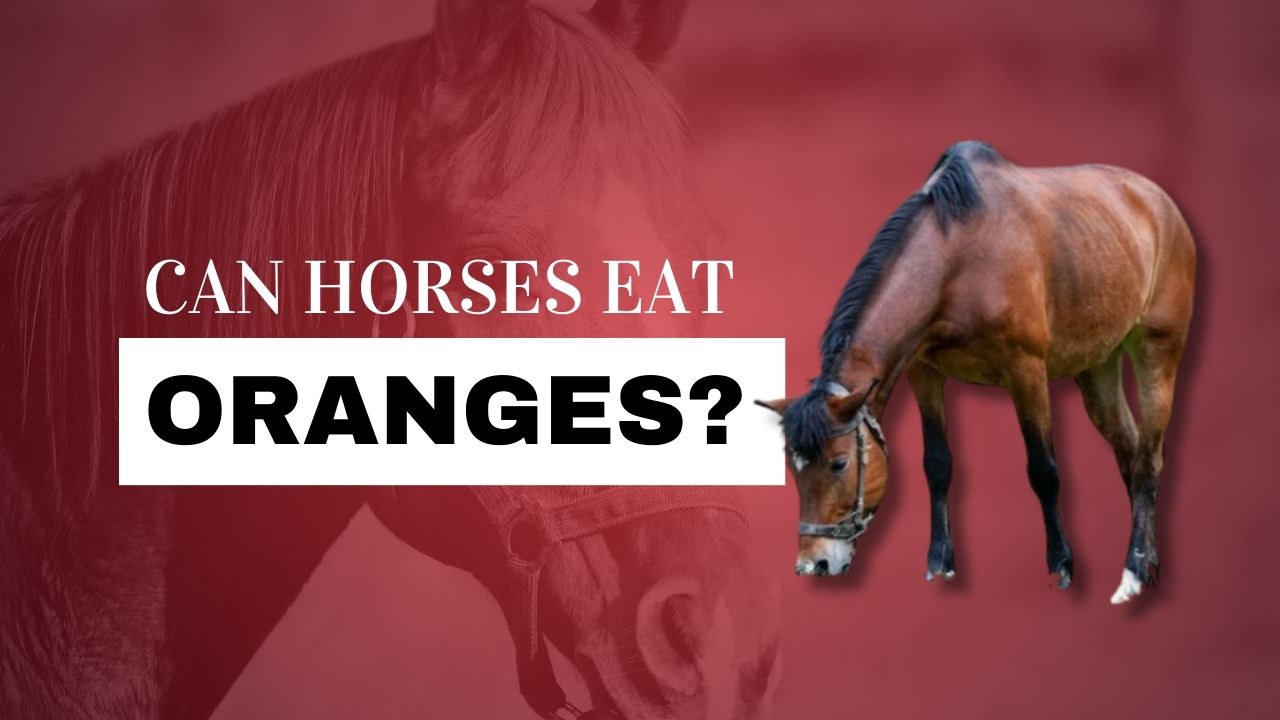 Can Horses Eat Oranges? | Strathorn Farm Stables