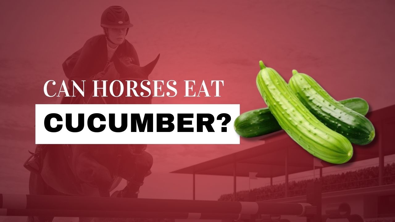 Can Horses Eat Cucumbers? | Strathorn Farm Stables