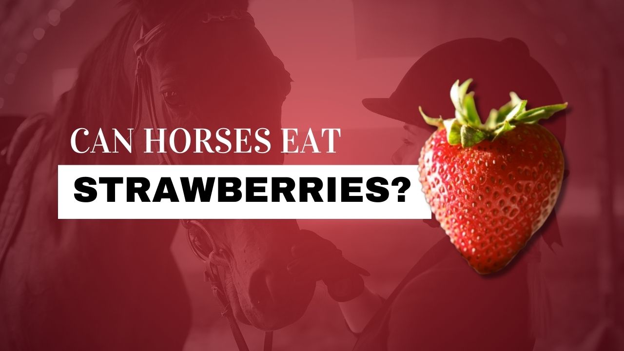 Can Horses Eat Strawberries? Strathorn Farm Stables