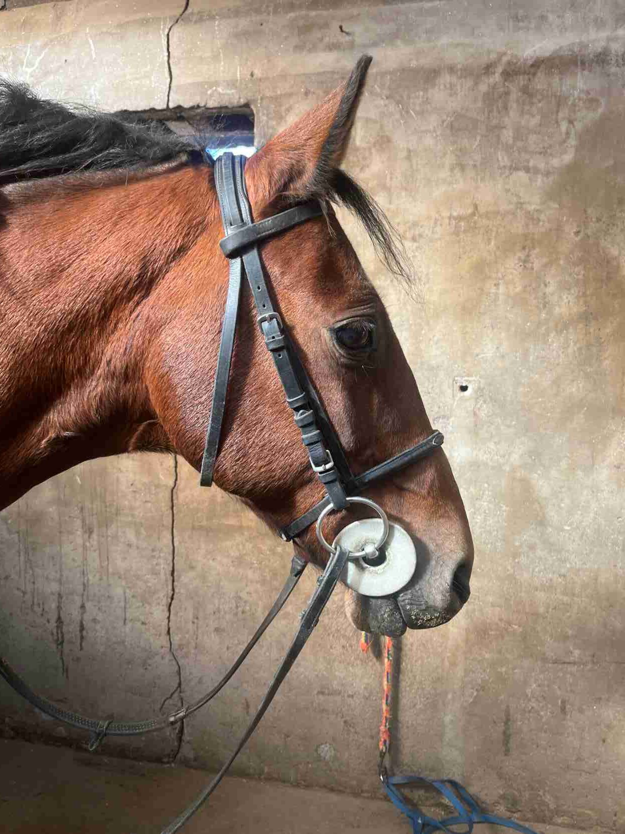 How To Put A Bridle On A Horse StepbyStep Guide Strathorn Farm