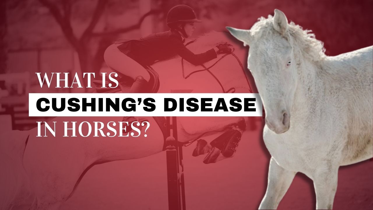 Cushing's Disease In Horses | Strathorn Farm Stables