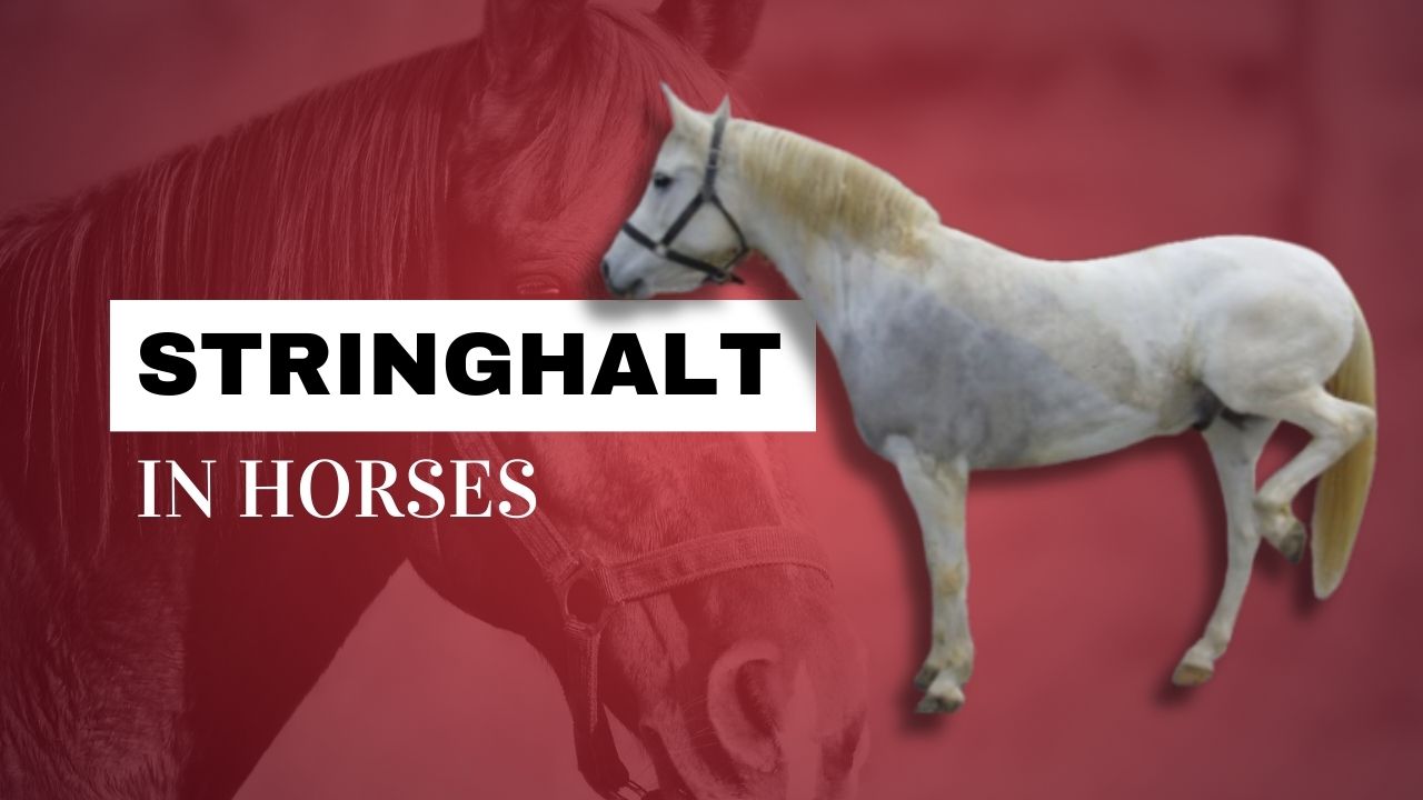 Stringhalt In Horses: What is Stringhalt? | Strathorn Farm Stables