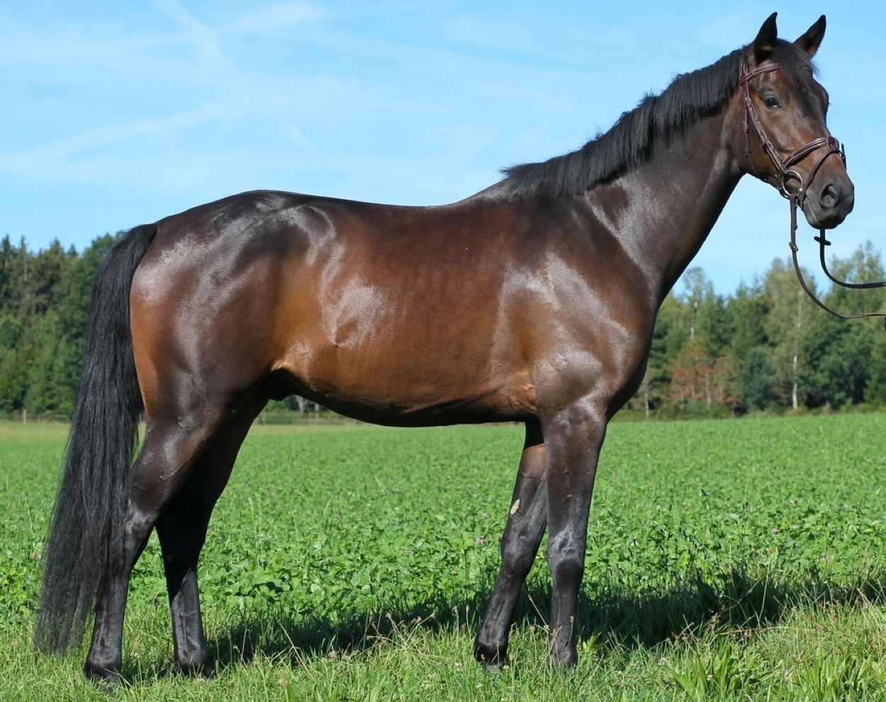 15 Warmblood Horse Breeds Every Rider Should Know 