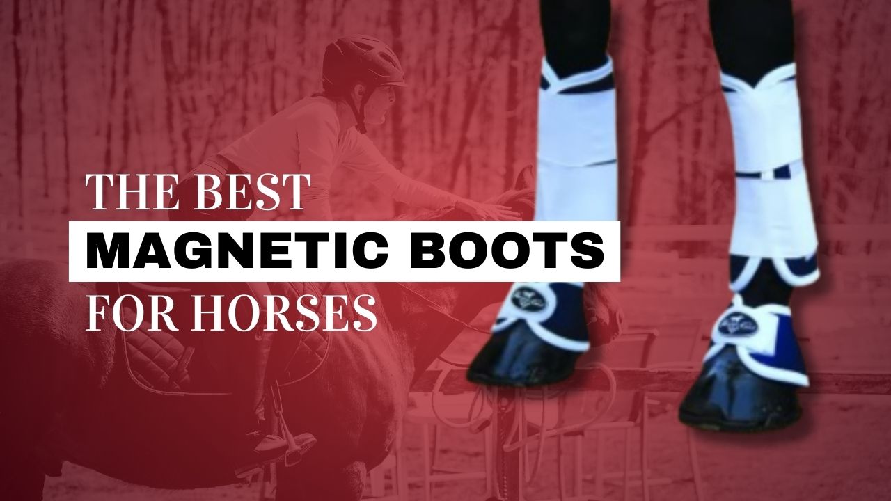 Your ultimate guide to buying horse boots - Your Horse