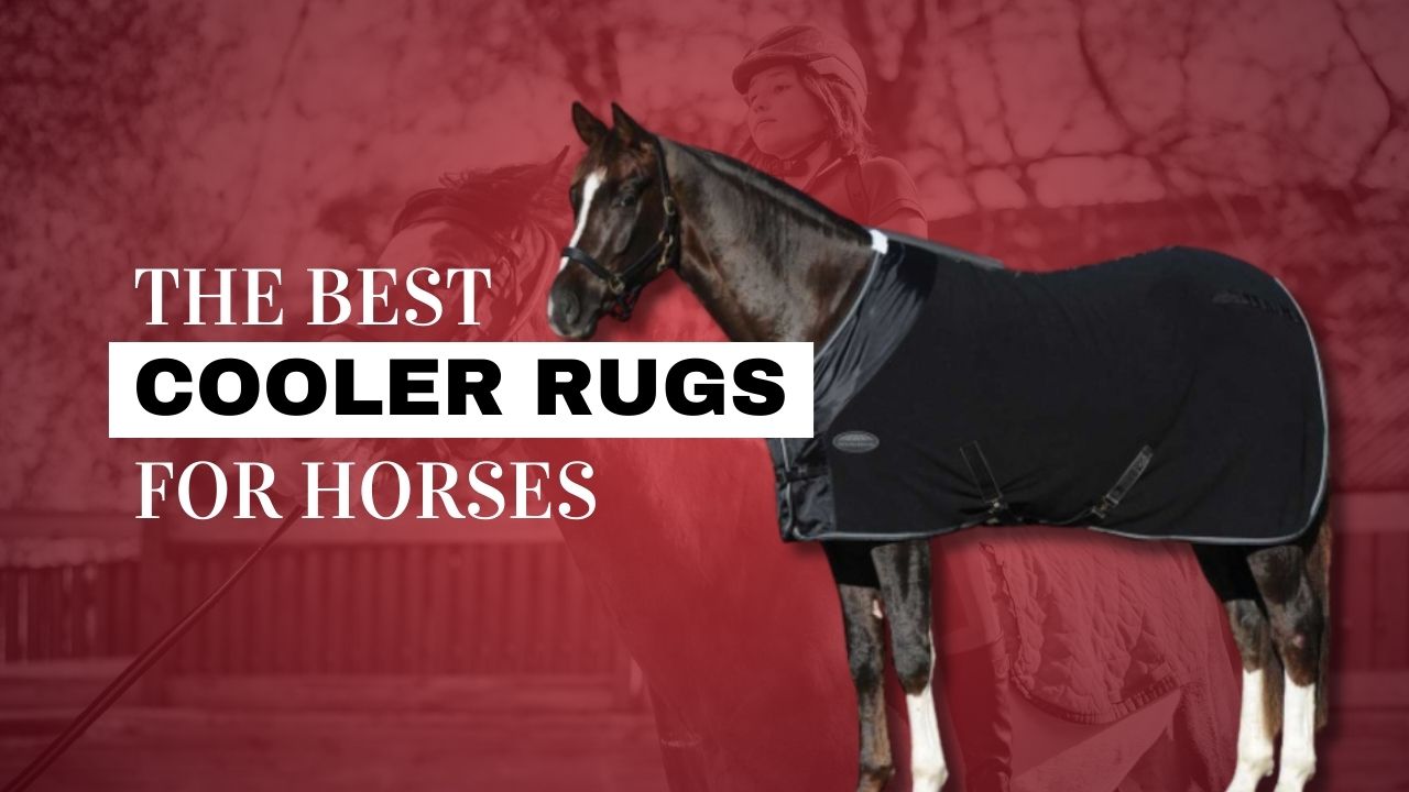 Ultimate Horse Blanket Size Guide: Find the Perfect Fit for Your Equine  Companion