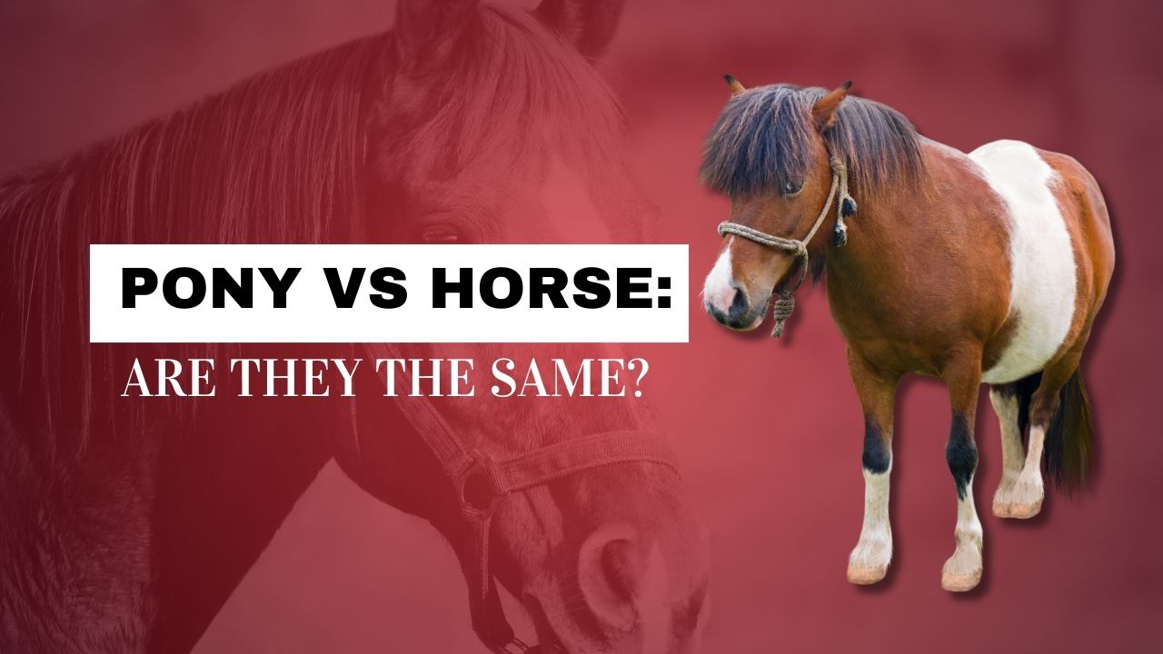 Pony vs Horse: Are they the same? | Strathorn Farm