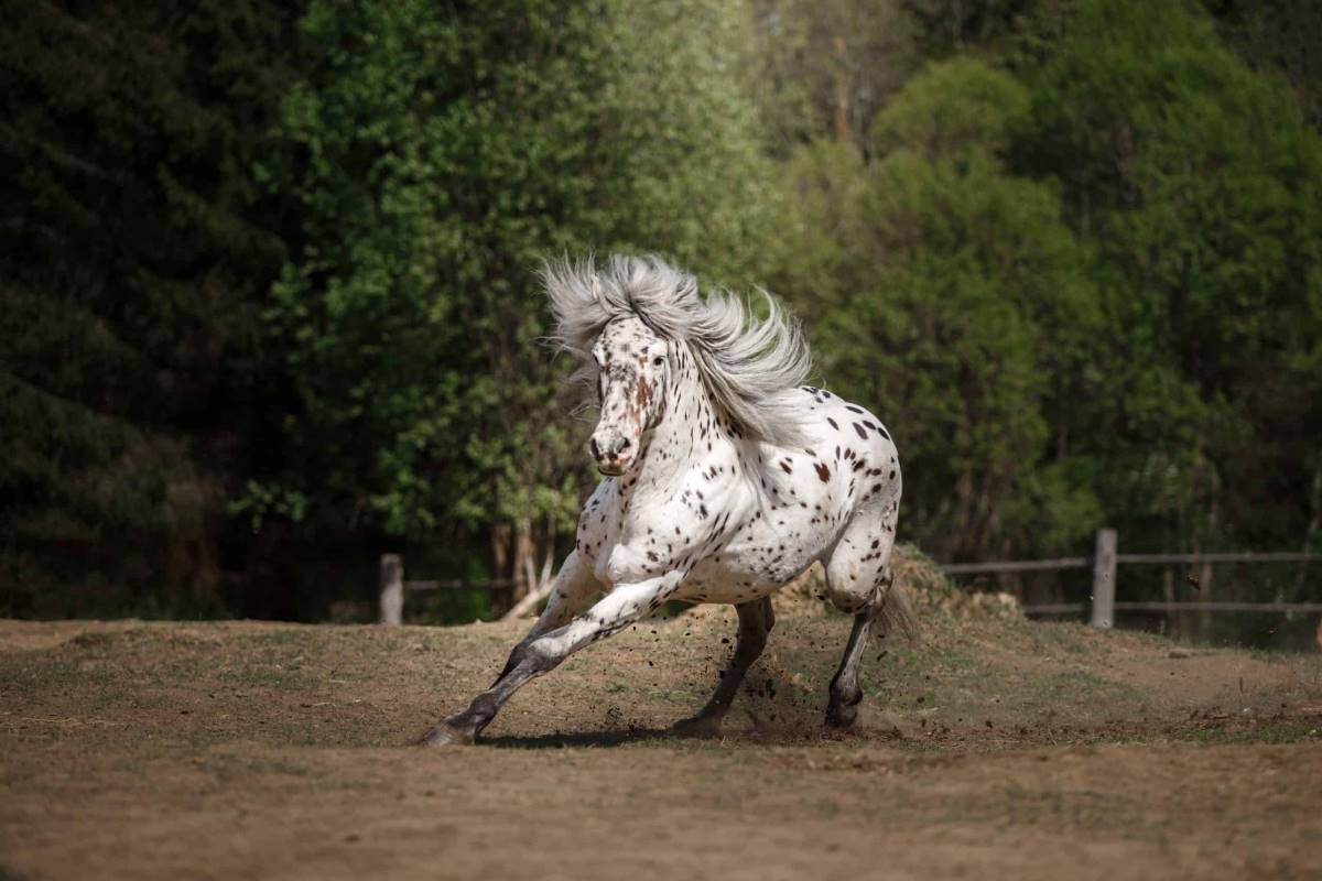 How Fast Can A Horse Run | Strathorn Farm Stables